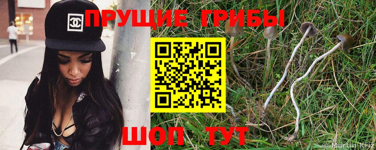 Севастополь  Галлюциногенные грибы Psilocybe  Вход с VPN 